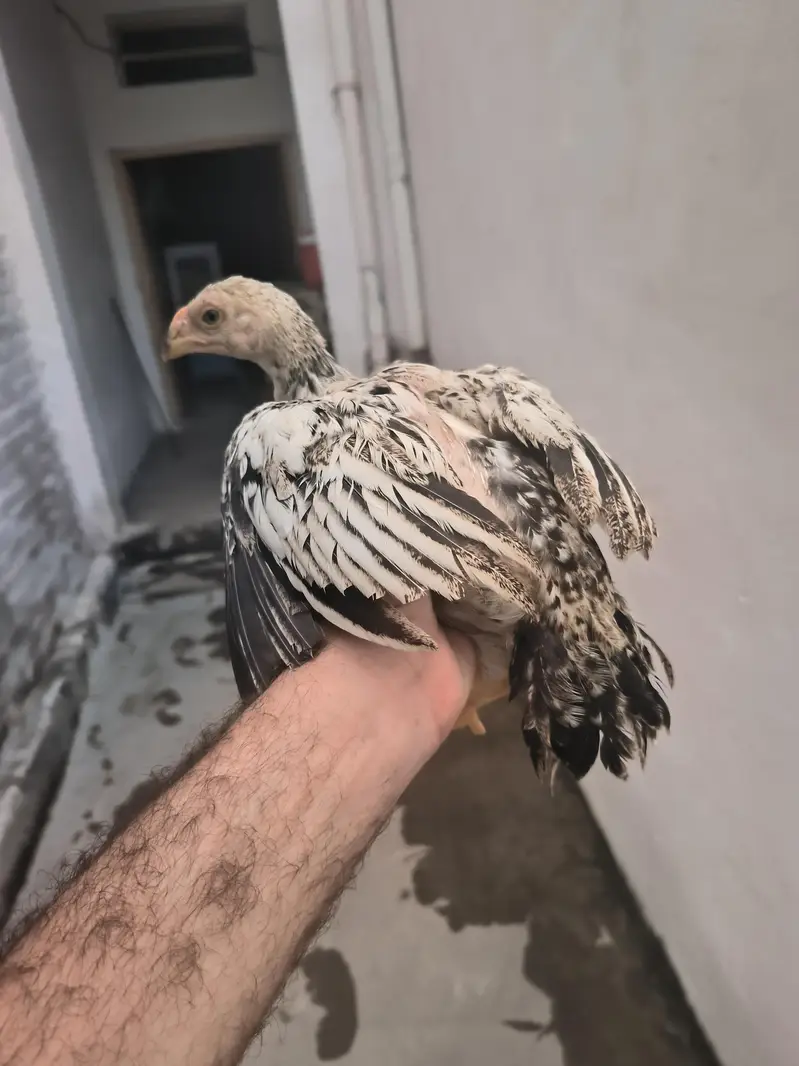 parrot beak Color chick in best quality — photo 4