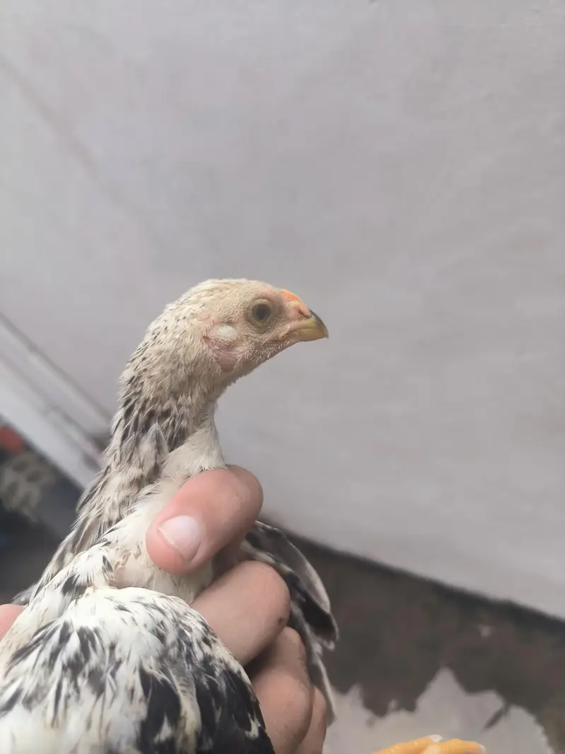 parrot beak Color chick in best quality — photo 5