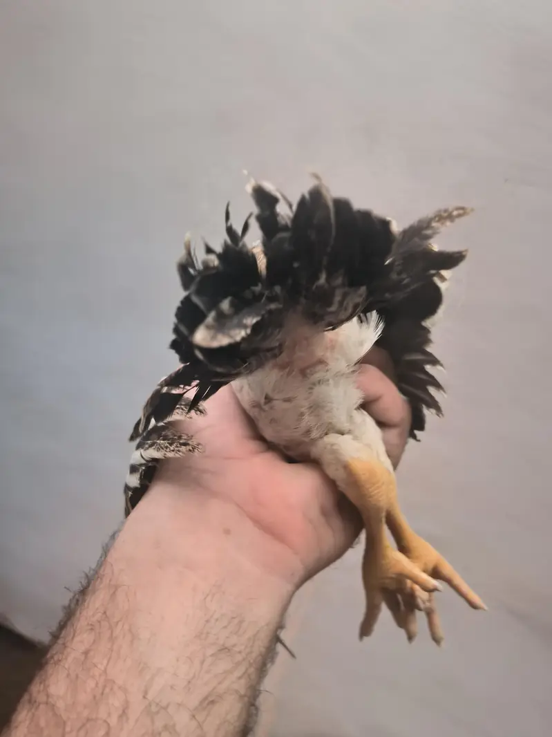 parrot beak Color chick in best quality — photo 6