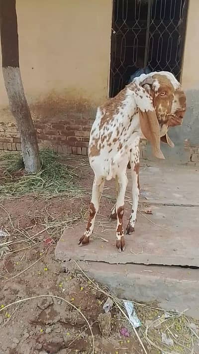 Breeder k Liye best quality