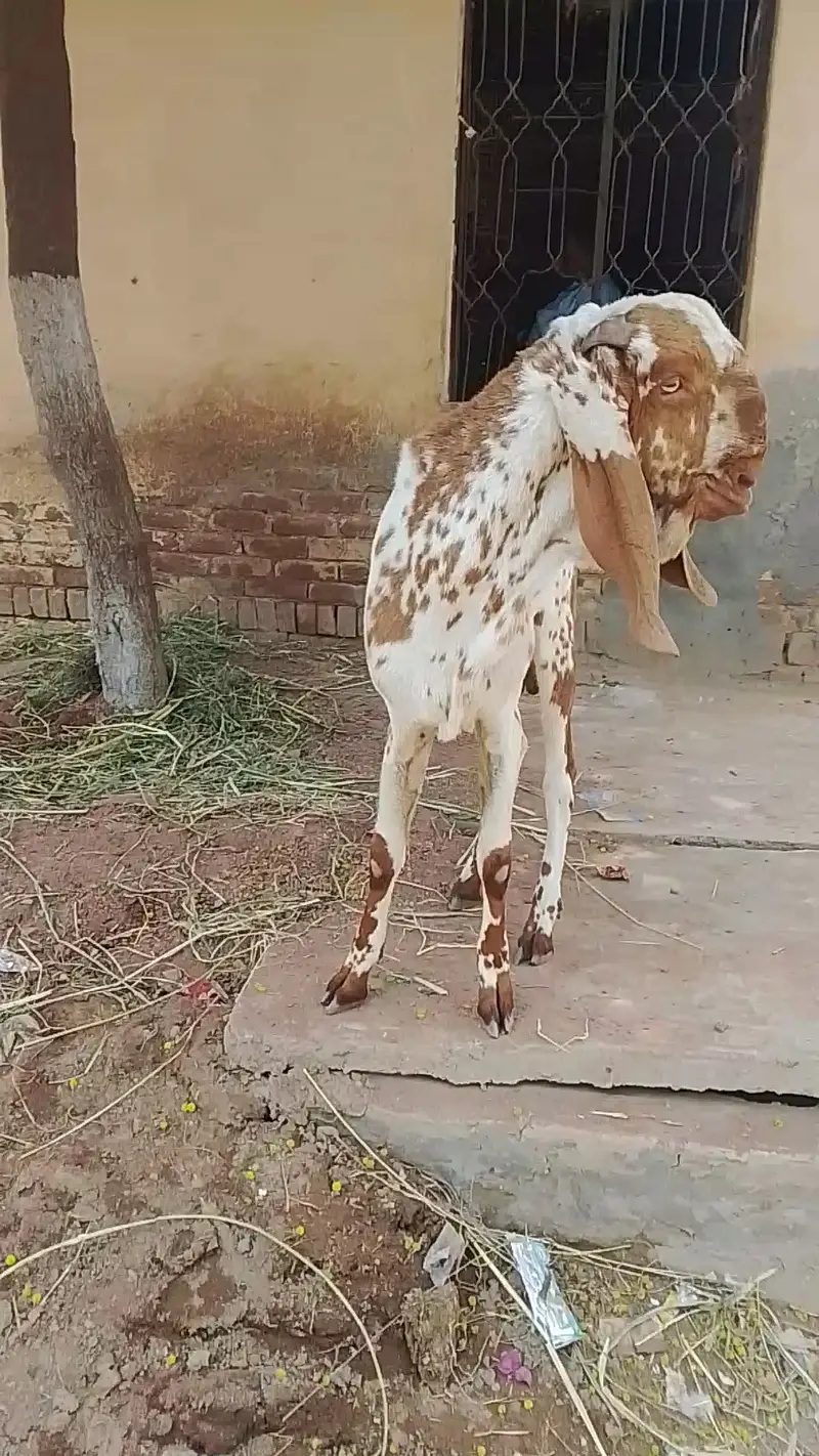 Breeder k Liye best quality