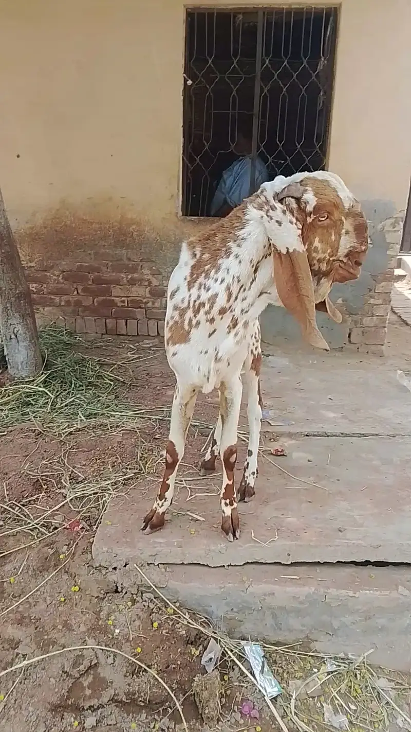 Breeder k Liye best quality — photo 6