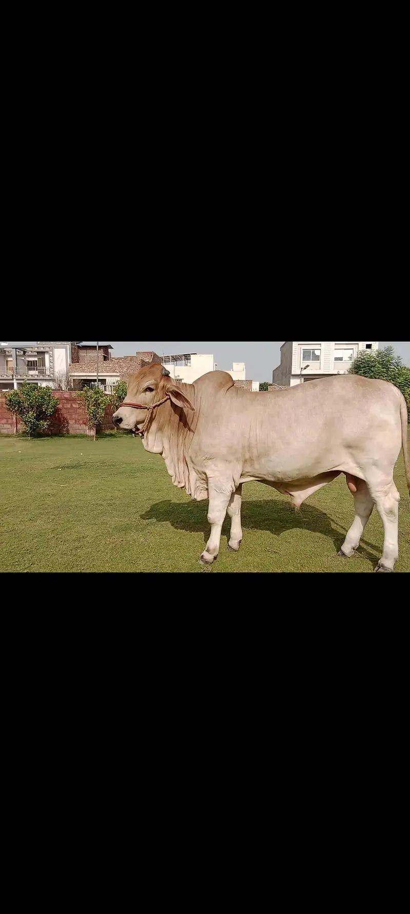 Brahman Calf for sale — photo 2