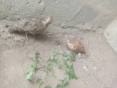 Irani female dakhni male with 5 chicks