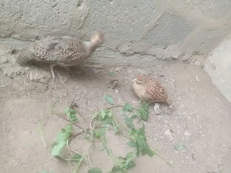 Irani female dakhni male with 5 chicks