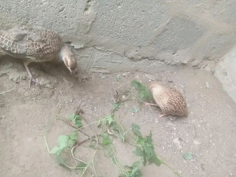 Irani female dakhni male with 5 chicks — photo 2