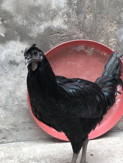 Near To Breed Australorp Black For sale Near to Breed