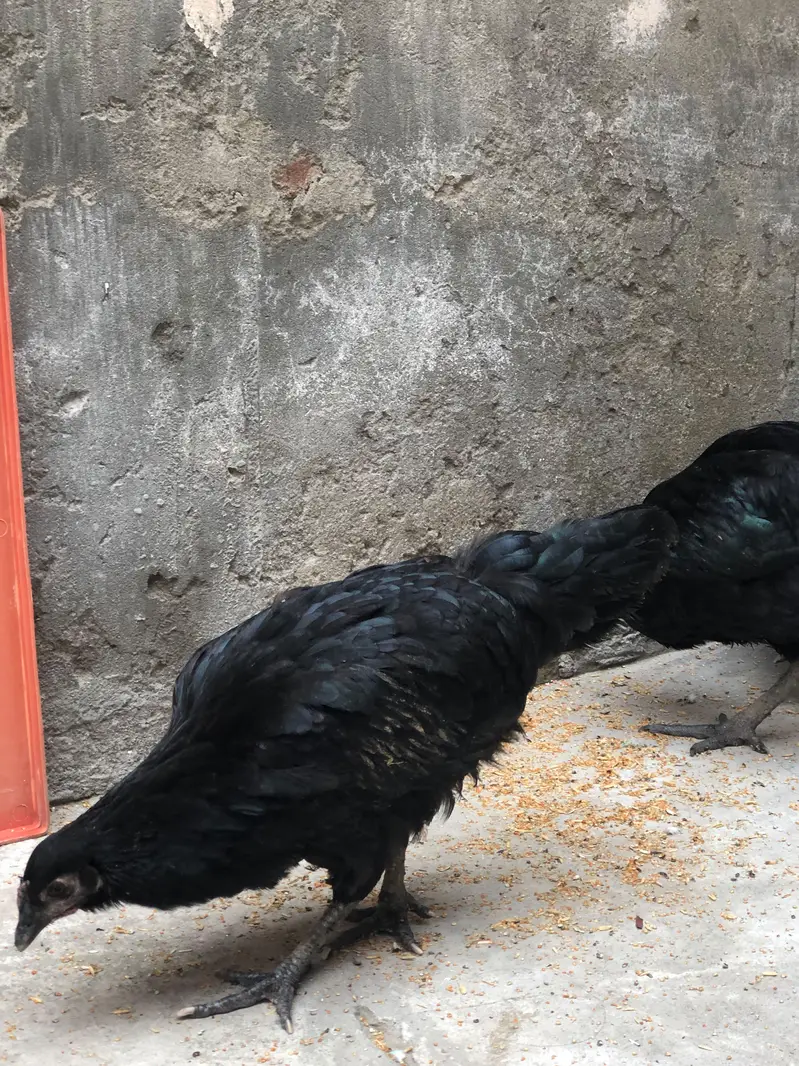 Near To Breed Australorp Black For sale Near to Breed — photo 2
