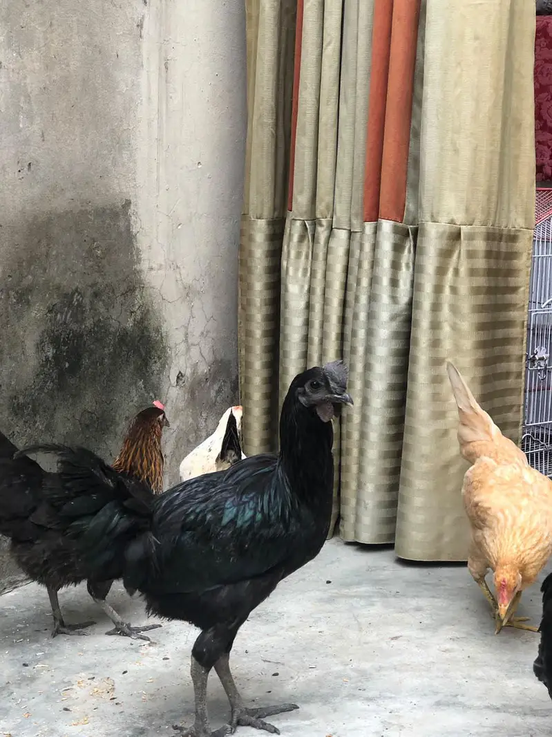 Near To Breed Australorp Black For sale Near to Breed — photo 3