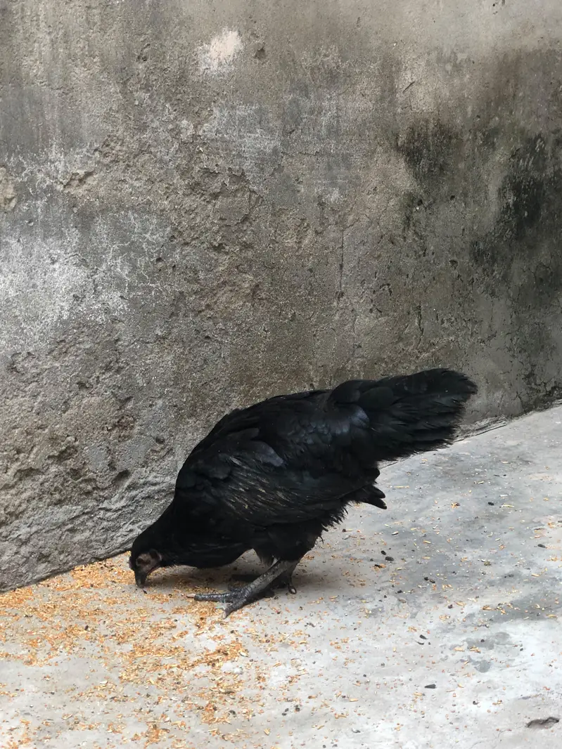 Near To Breed Australorp Black For sale Near to Breed — photo 4