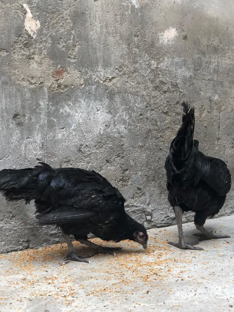 Near To Breed Australorp Black For sale Near to Breed — photo 5