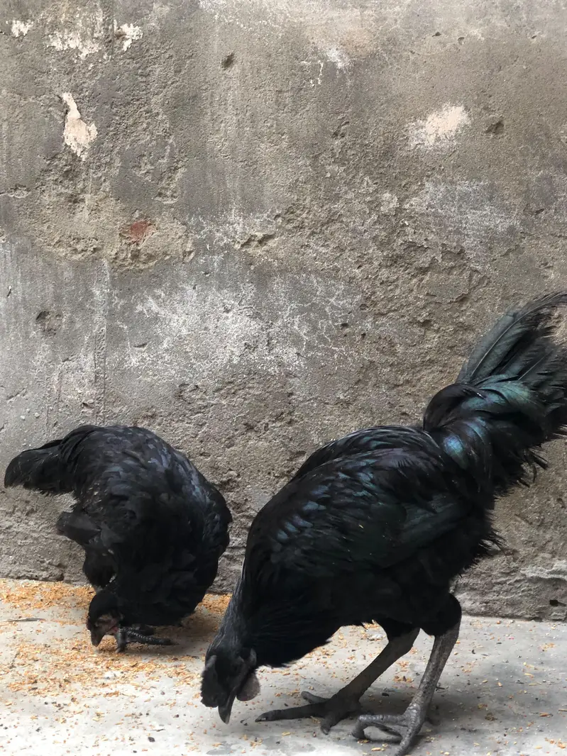 Near To Breed Australorp Black For sale Near to Breed — photo 6