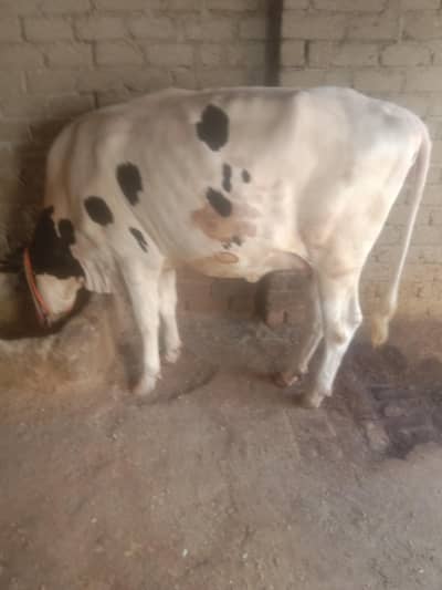 I am selling a very good  cow 1st time 7 months  pregnant