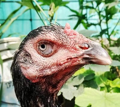 Old blood Aseel hen