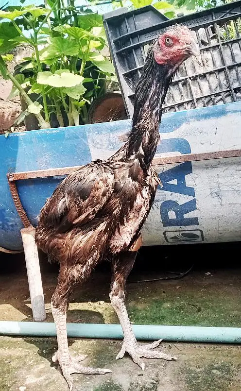 Old blood Aseel hen — photo 2