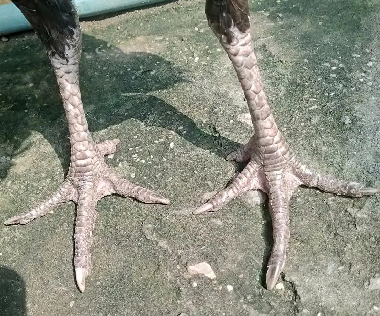 Old blood Aseel hen — photo 3