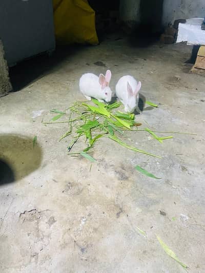 whight red eye rabbit