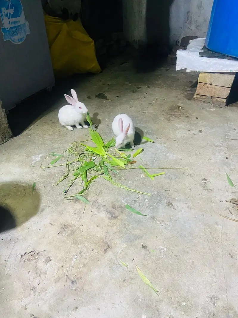whight red eye rabbit — photo 2