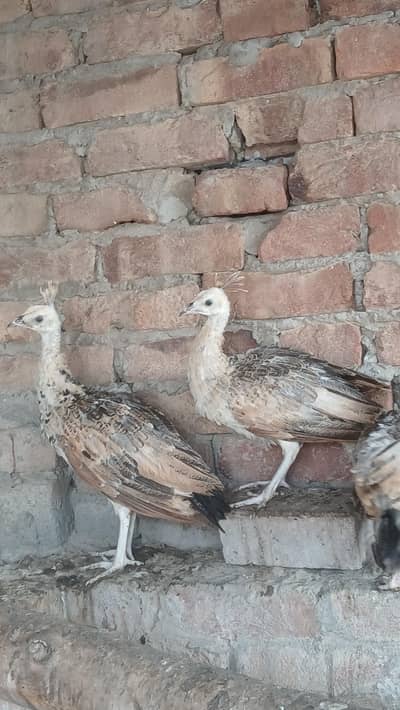 peacocks pathe 5 month black shoulder | blue shoulder vaccinated