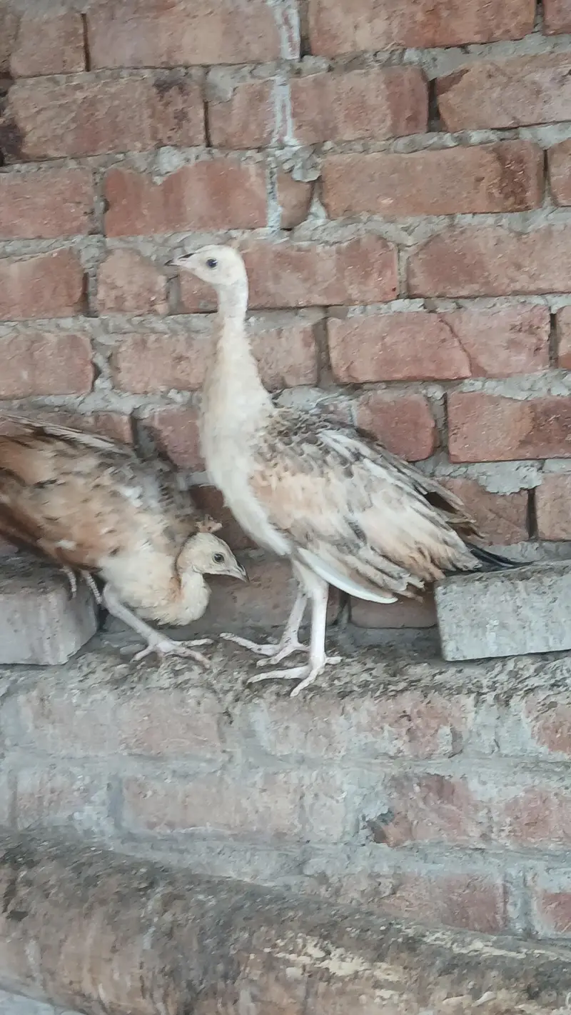 peacocks pathe 5 month black shoulder | blue shoulder vaccinated — photo 4