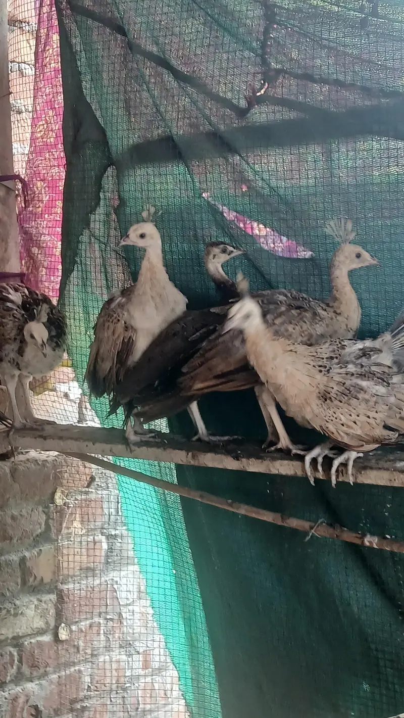 peacocks pathe 5 month black shoulder | blue shoulder vaccinated — photo 5