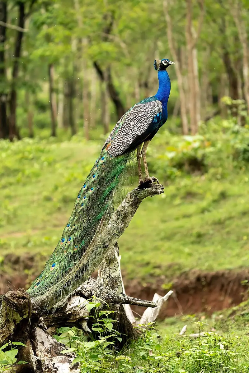 peacocks pathe 5 month black shoulder | blue shoulder vaccinated — photo 6