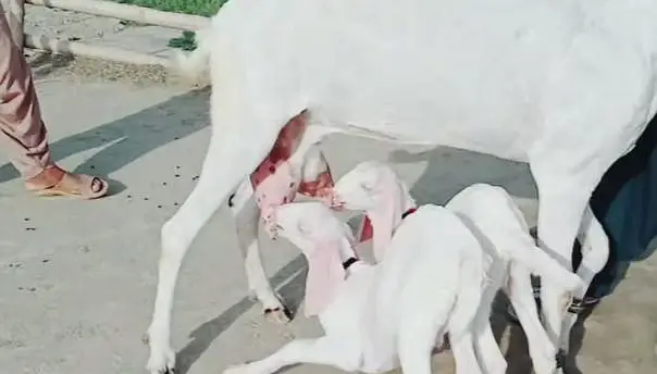 2 Bacchon ka sath Rajanpuri Bakri For Sale/ 03228067847 — photo 4