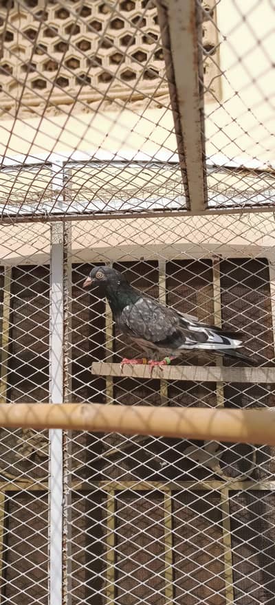 Teddy male for sale yarqan eyes