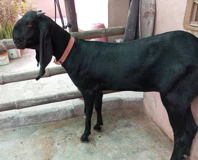 Pure Amritsari Beetal Goat for sale
