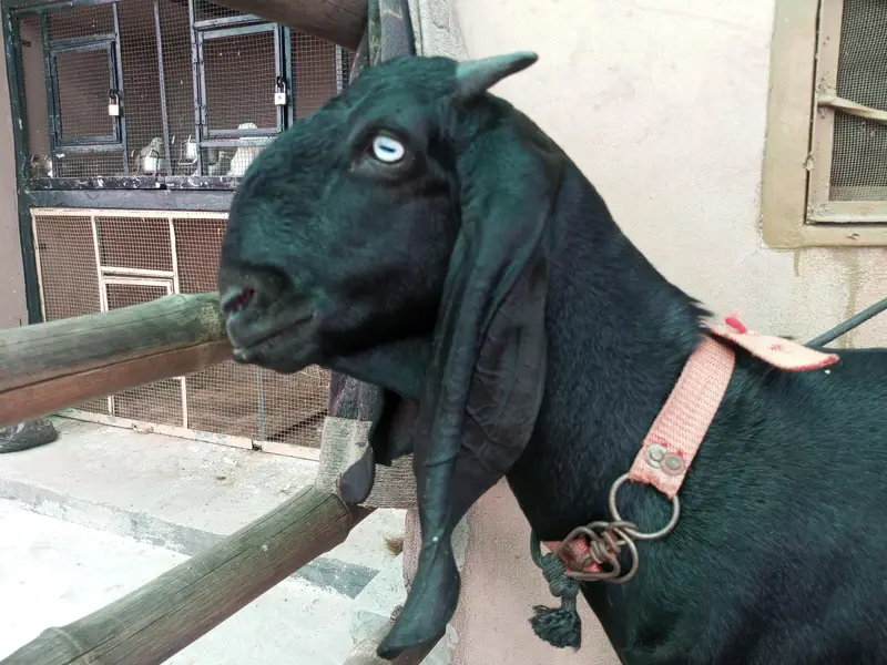 Pure Amritsari Beetal Goat for sale — photo 2