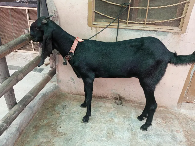 Pure Amritsari Beetal Goat for sale — photo 3