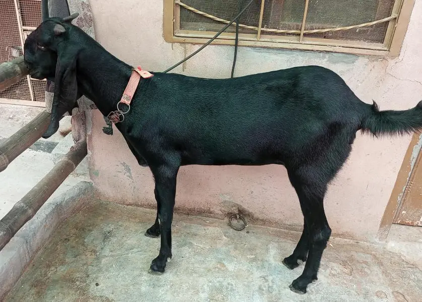 Pure Amritsari Beetal Goat for sale — photo 4