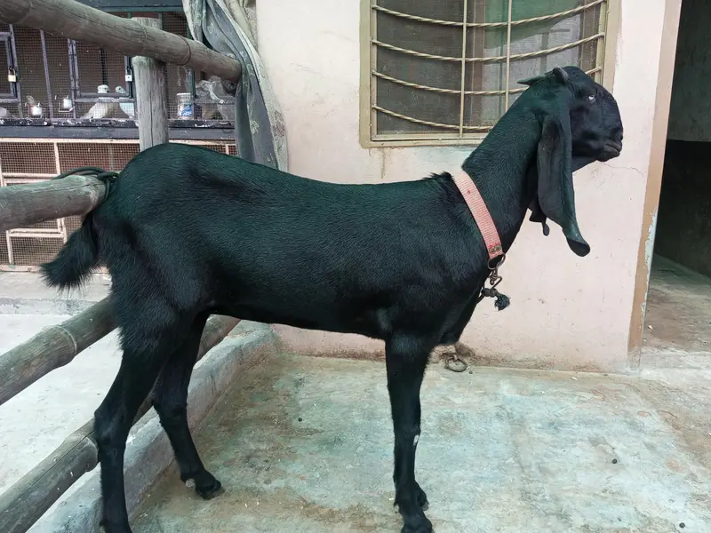 Pure Amritsari Beetal Goat for sale — photo 5