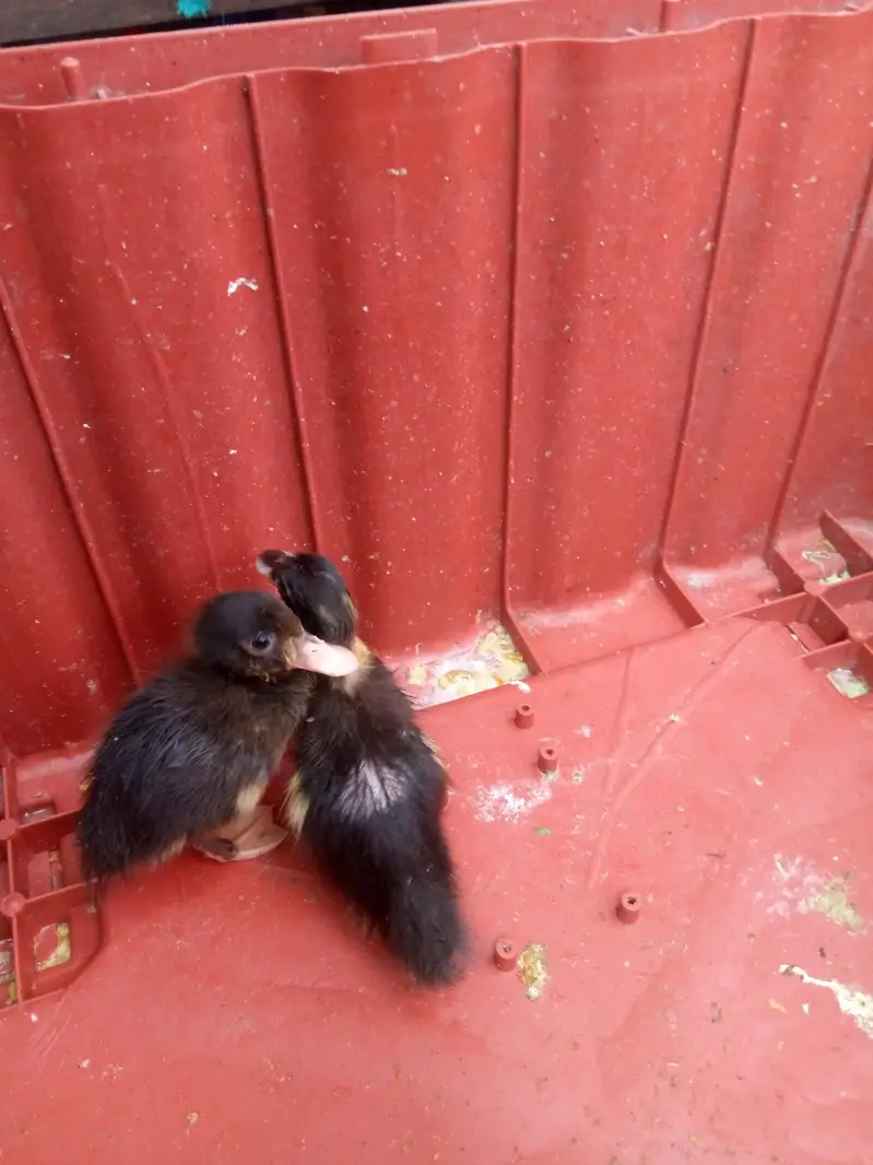 two baby ducks — photo 2
