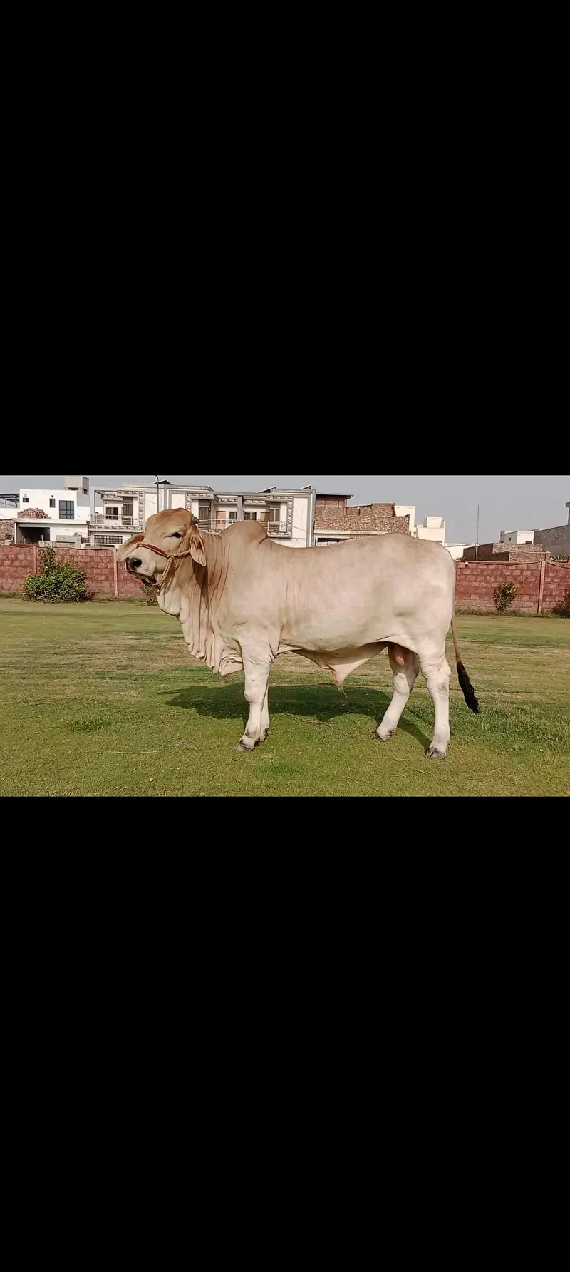Brahman Calf for Sale — photo 2
