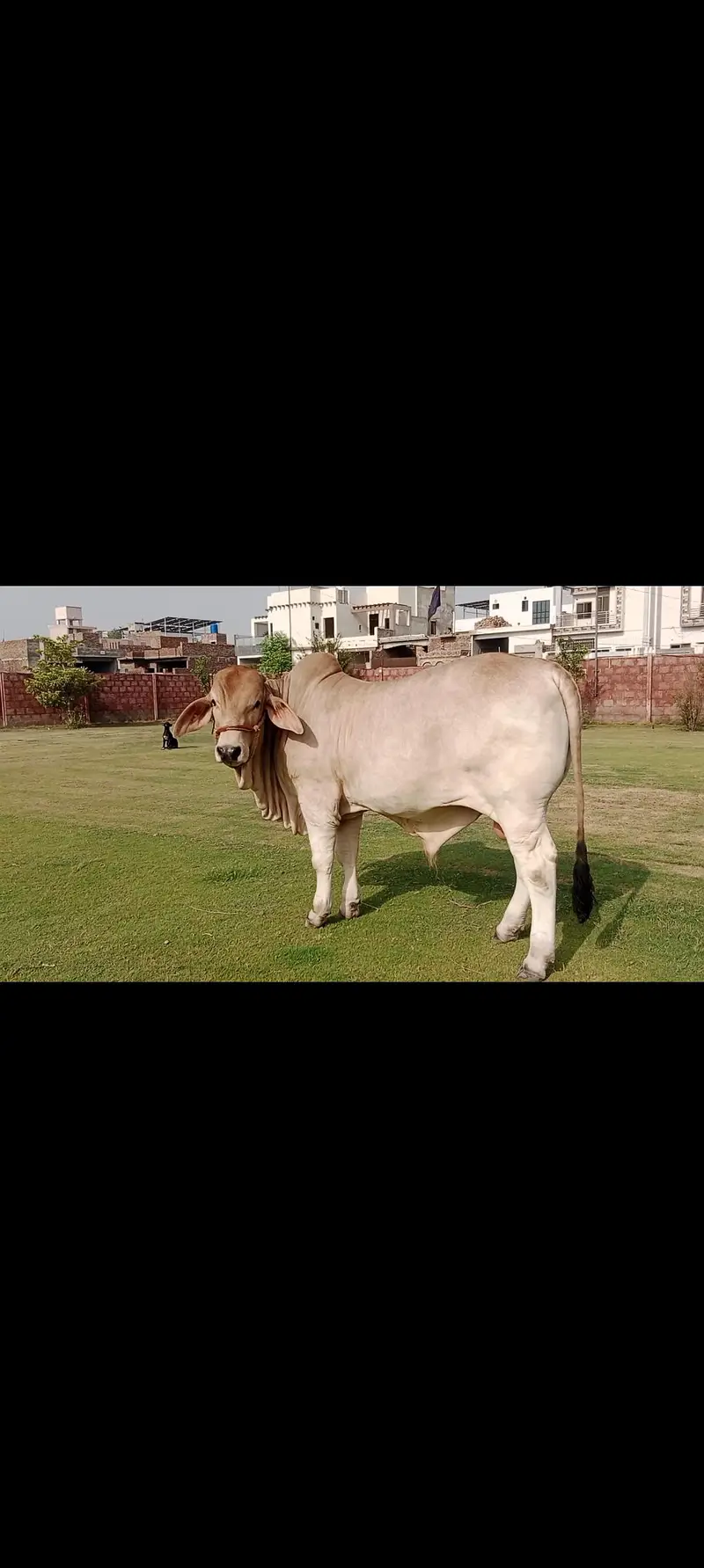 Brahman Calf for Sale — photo 3