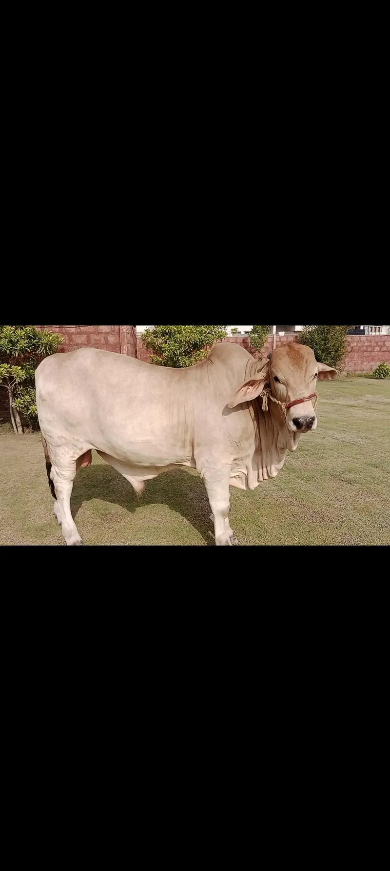 Brahman Calf for Sale — photo 4