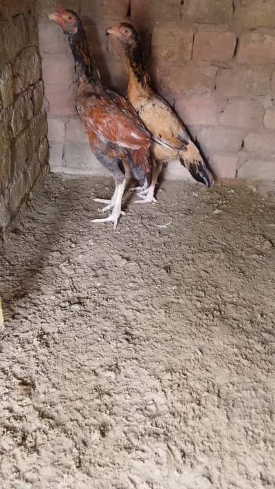 Urgent sale karne hn jis bhi ko chaye ho rabta kry