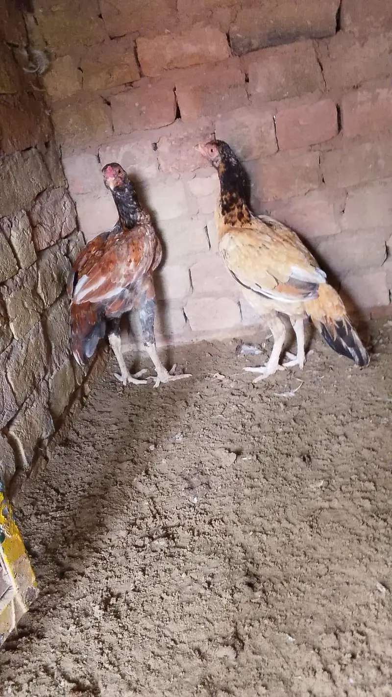 Urgent sale karne hn jis bhi ko chaye ho rabta kry — photo 2