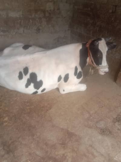 I am selling a very good  cow 1st time 7 months  pregnant