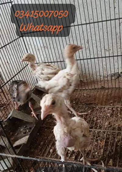 Offer chicks
