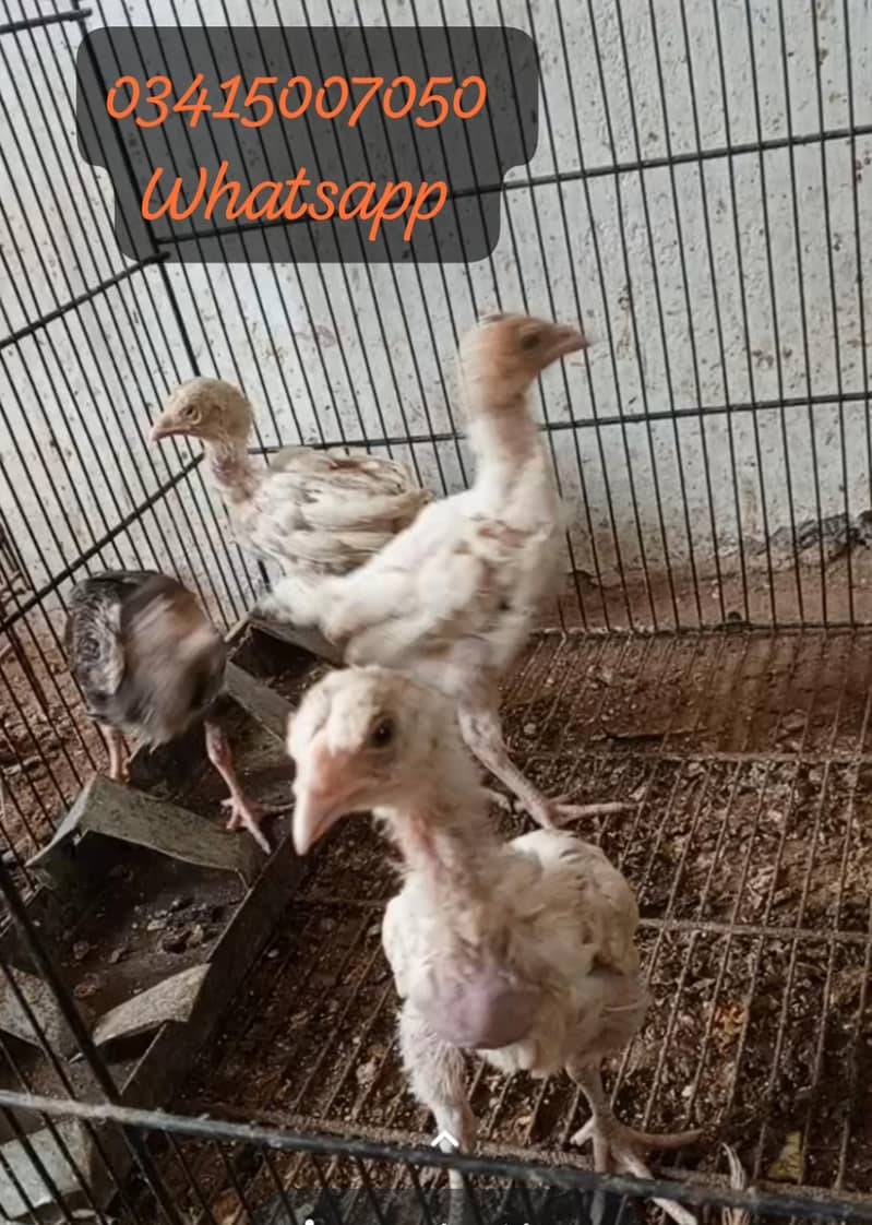 Offer chicks 0