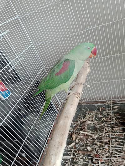 raw parrot female cocktail green chick counore or java