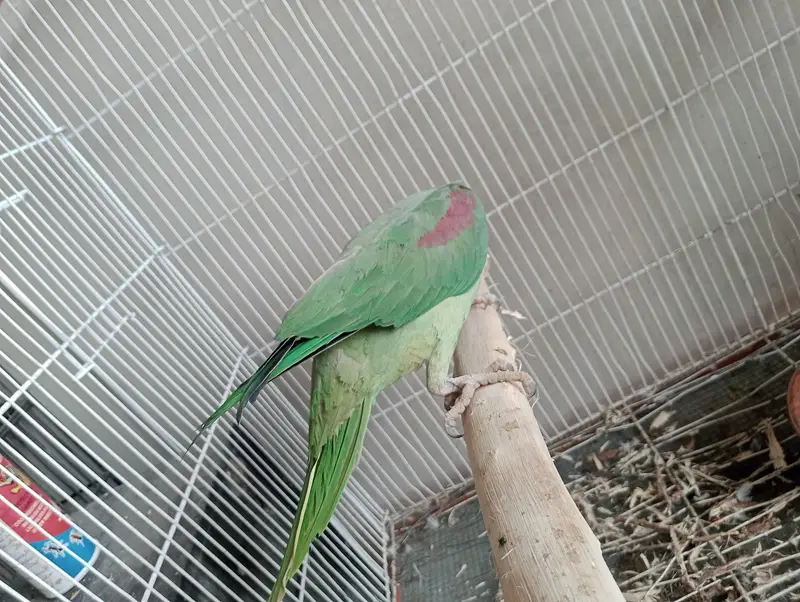 raw parrot female cocktail green chick counore or java — photo 2