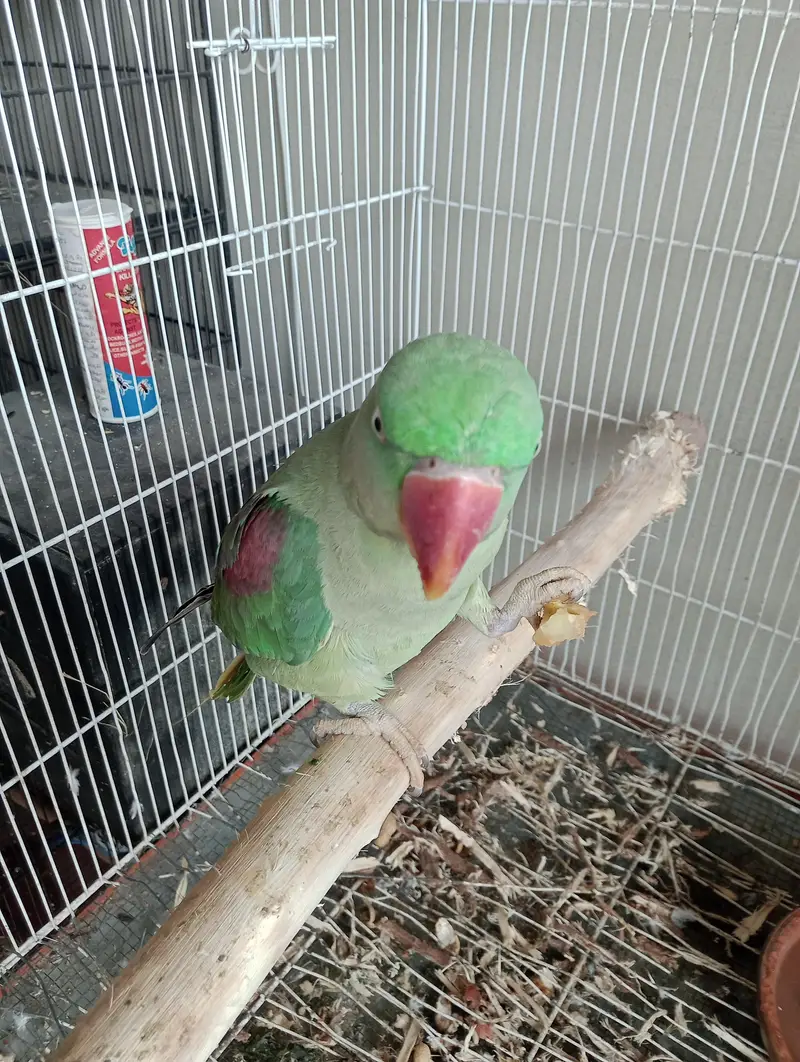 raw parrot female cocktail green chick counore or java — photo 3