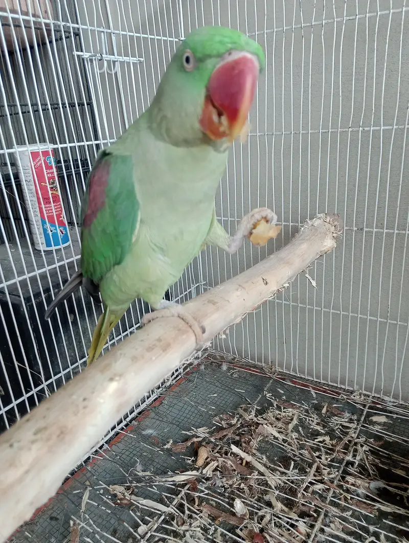 raw parrot female cocktail green chick counore or java — photo 4