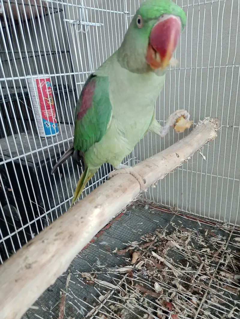 raw parrot female cocktail green chick counore or java — photo 5