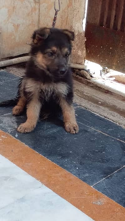 Purebred German Shepherd Puppy for Sale. .