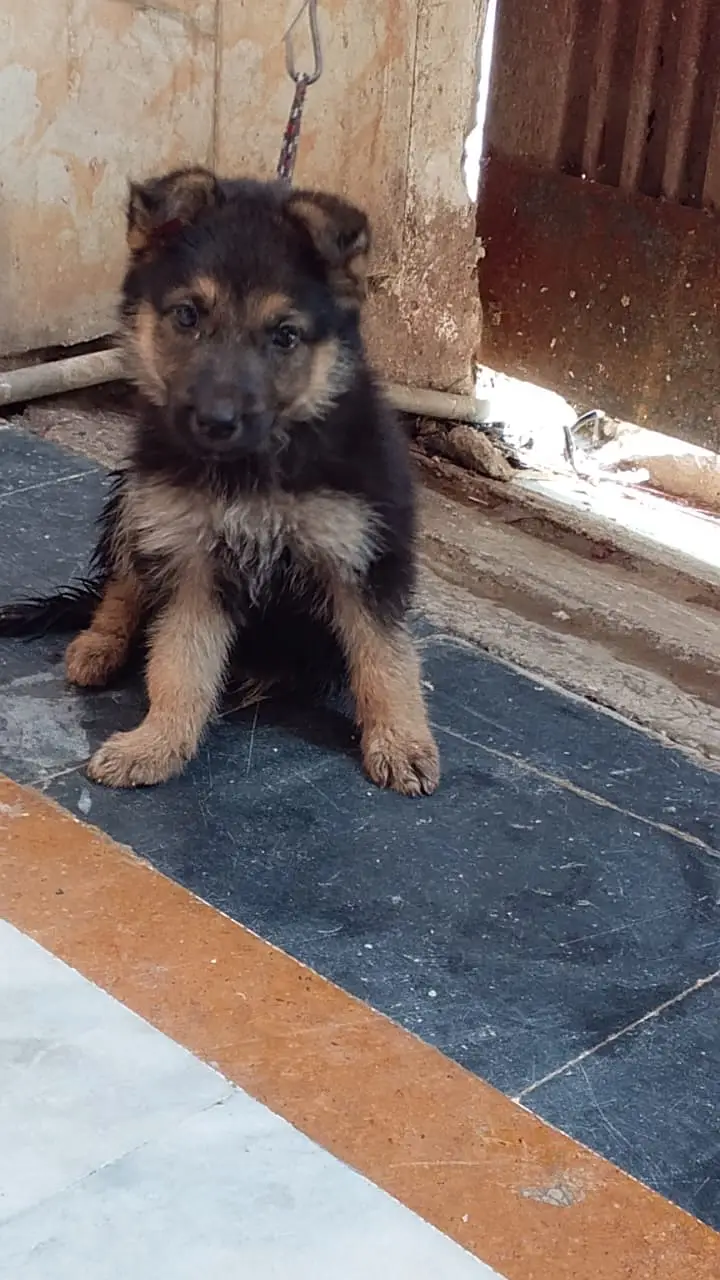 Purebred German Shepherd Puppy for Sale. . — photo 2