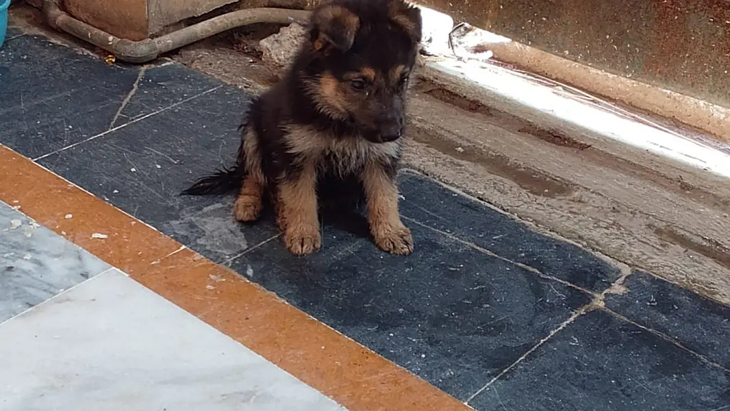 Purebred German Shepherd Puppy for Sale. . — photo 3